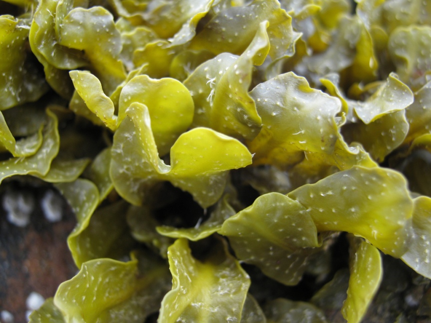 Seaweed, Cucumber, Apple and Avocado Salad – metabolic balance Monday Recipe
