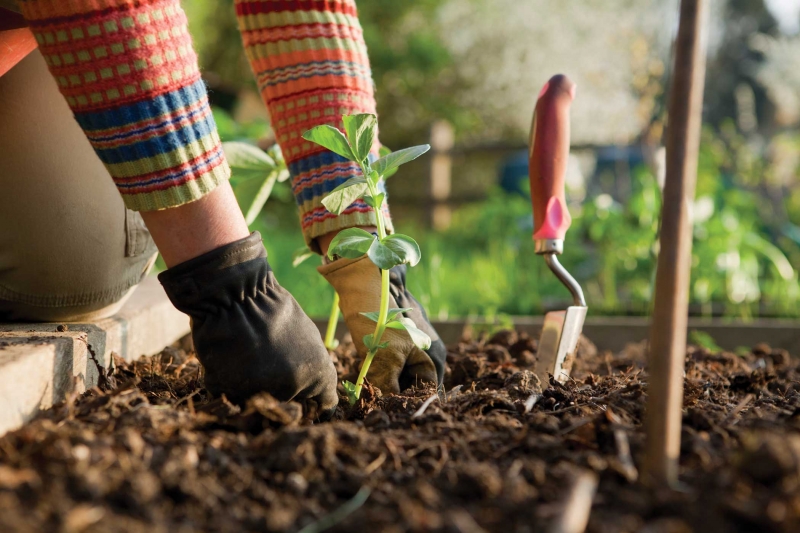 How does Your Gardening Go? Health Benefits of Gardening
